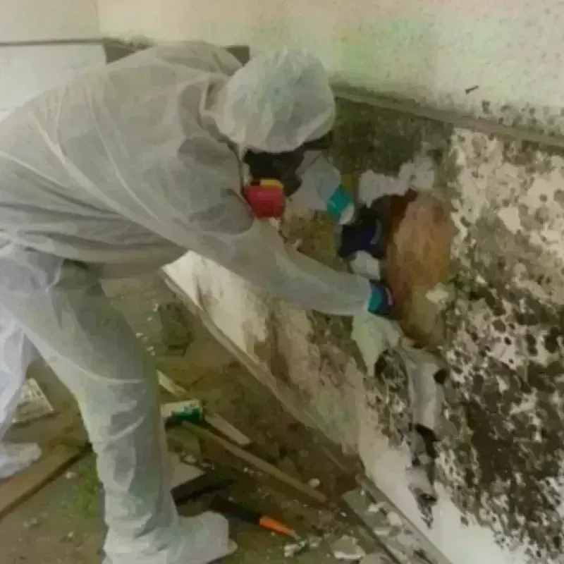 Mold Remediation and Removal in Booker, TX